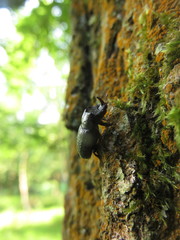 Sinodendron cylindricum