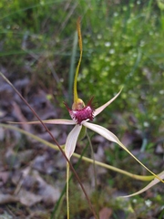 Caladenia