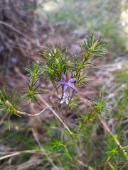 Calectasia narragara