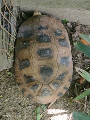 Indotestudo elongata