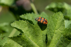 Astylus trifasciatus