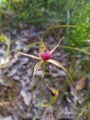 Caladenia