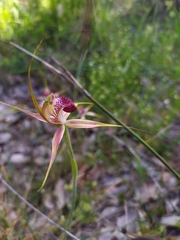 Caladenia