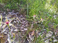 Caladenia
