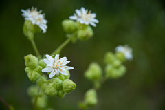 Moscharia pinnatifida