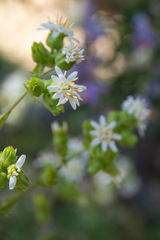 Moscharia pinnatifida