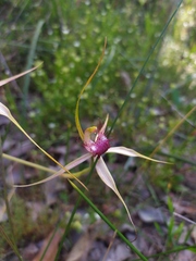 Caladenia