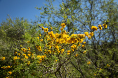 Vachellia caven