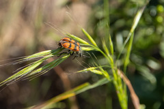 Astylus trifasciatus