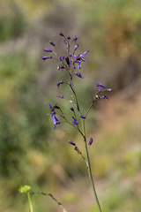 Pasithea caerulea
