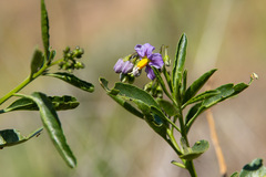 Solanum crispum