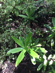 Myrsine salicina