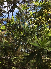 Myrsine salicina