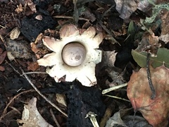 Geastrum elegans