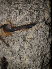 Pandercetes