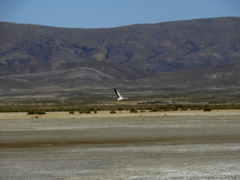 Phoenicoparrus andinus