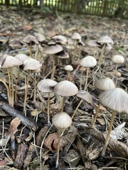 Psathyrella