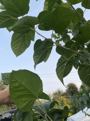 Morus microphylla