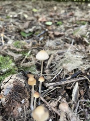 Psathyrella