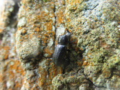 Sinodendron cylindricum