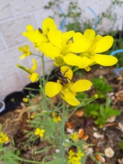 Tetragonula carbonaria