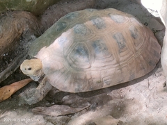 Indotestudo elongata