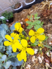Tetragonula carbonaria