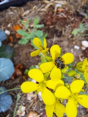 Tetragonula carbonaria