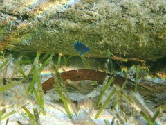 Pomacentrus tripunctatus