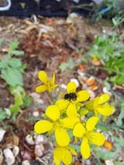 Tetragonula carbonaria