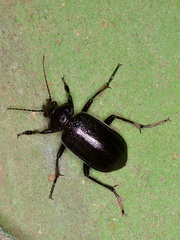 Calosoma marginale
