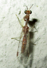 Mantispidae