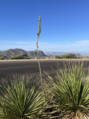 Agave lechuguilla