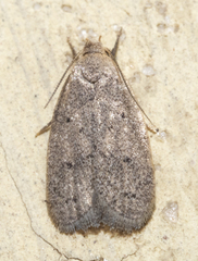 Inga obscuromaculella