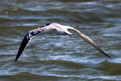 Thalasseus maximus