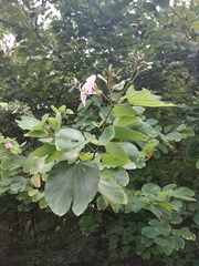 Bauhinia variegata