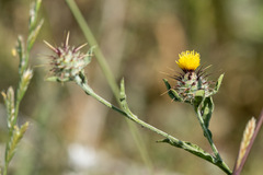 Centaurea melitensis