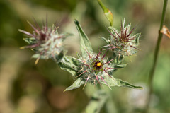 Centaurea melitensis