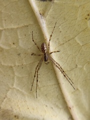 Pityohyphantes