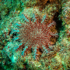 Acanthaster planci
