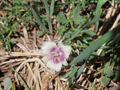 Calochortus elegans