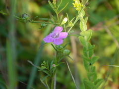 Agalinis fasciculata
