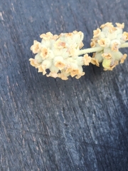 Buddleja racemosa