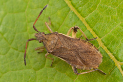 Ceraleptus lividus