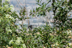 Battus polydamas psittacus