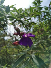 Pleroma semidecandrum