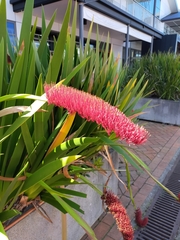 Xeronema callistemon