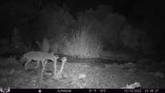 Canis latrans