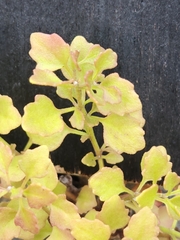 Perityle lindheimeri