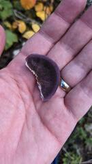 Trichaptum subchartaceum